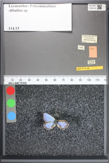 Media type: image;   Entomology 54132